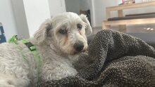 BOB, Hund, Mischlingshund in Lennestadt - Bild 2