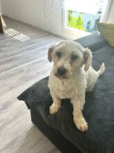 BOB, Hund, Mischlingshund in Lennestadt - Bild 3