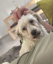 BOB, Hund, Mischlingshund in Lennestadt - Bild 4