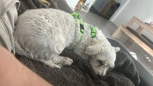 BOB, Hund, Mischlingshund in Lennestadt - Bild 5