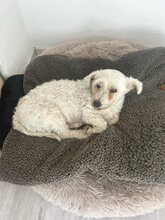BOB, Hund, Mischlingshund in Lennestadt - Bild 6