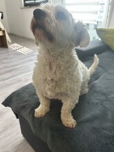 BOB, Hund, Mischlingshund in Lennestadt - Bild 7