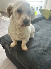 BOB, Hund, Mischlingshund in Lennestadt - Bild 8
