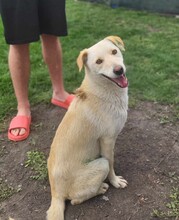 YUKI, Hund, Mischlingshund in Rumänien - Bild 1