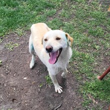 YUKI, Hund, Mischlingshund in Rumänien - Bild 3