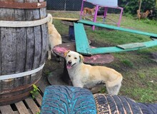 YUKI, Hund, Mischlingshund in Rumänien - Bild 4
