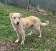 YUKI, Hund, Mischlingshund in Rumänien - Bild 5
