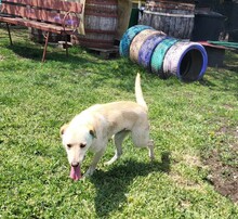 YUKI, Hund, Mischlingshund in Rumänien - Bild 6
