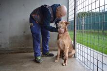 LIVIANUS, Hund, Deutscher Schäferhund-Mix in Italien - Bild 1