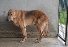 LIVIANUS, Hund, Deutscher Schäferhund-Mix in Italien - Bild 10
