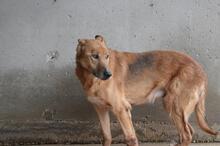 LIVIANUS, Hund, Deutscher Schäferhund-Mix in Italien - Bild 12