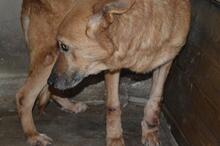 LIVIANUS, Hund, Deutscher Schäferhund-Mix in Italien - Bild 2