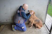 LIVIANUS, Hund, Deutscher Schäferhund-Mix in Italien - Bild 3