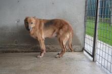 LIVIANUS, Hund, Deutscher Schäferhund-Mix in Italien - Bild 4