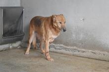 LIVIANUS, Hund, Deutscher Schäferhund-Mix in Italien - Bild 5