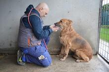 LIVIANUS, Hund, Deutscher Schäferhund-Mix in Italien - Bild 6