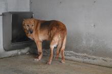 LIVIANUS, Hund, Deutscher Schäferhund-Mix in Italien - Bild 7
