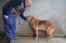 LIVIANUS, Hund, Deutscher Schäferhund-Mix in Italien - Bild 8