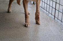 LIVIANUS, Hund, Deutscher Schäferhund-Mix in Italien - Bild 9