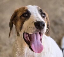 DAPHNE, Hund, Mischlingshund in Griechenland