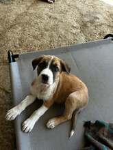 RAGNAR, Hund, Mischlingshund in Griechenland - Bild 1