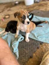 RAGNAR, Hund, Mischlingshund in Griechenland - Bild 2