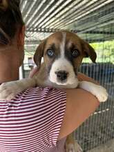 RAGNAR, Hund, Mischlingshund in Griechenland - Bild 3