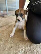 RAGNAR, Hund, Mischlingshund in Griechenland - Bild 4