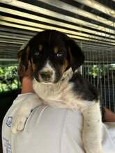 NELLY, Hund, Affenpinscher in Griechenland - Bild 1