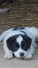 POPEYE, Hund, Herdenschutzhund in Rumänien - Bild 10