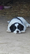 POPEYE, Hund, Herdenschutzhund in Rumänien - Bild 11