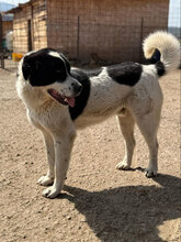 POPEYE, Hund, Herdenschutzhund in Rumänien - Bild 2