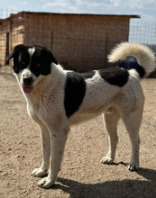 POPEYE, Hund, Herdenschutzhund in Rumänien - Bild 4