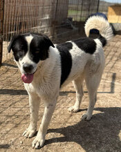 POPEYE, Hund, Herdenschutzhund in Rumänien - Bild 5