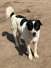 POPEYE, Hund, Herdenschutzhund in Rumänien - Bild 6