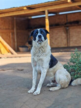 POPEYE, Hund, Herdenschutzhund in Rumänien - Bild 8