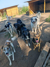 POPEYE, Hund, Herdenschutzhund in Rumänien - Bild 9