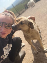 LILO, Hund, Mischlingshund in Rumänien - Bild 1