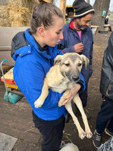 LILO, Hund, Mischlingshund in Rumänien - Bild 10