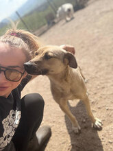 LILO, Hund, Mischlingshund in Rumänien - Bild 2