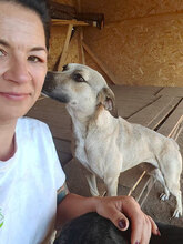 LILO, Hund, Mischlingshund in Rumänien - Bild 4