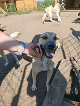LILO, Hund, Mischlingshund in Rumänien - Bild 5