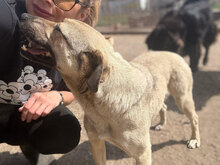 LILO, Hund, Mischlingshund in Rumänien - Bild 6