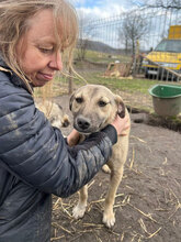 LILO, Hund, Mischlingshund in Rumänien - Bild 7
