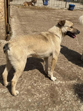 LILO, Hund, Mischlingshund in Rumänien - Bild 8