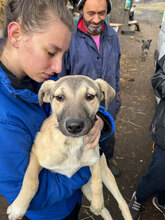 LILO, Hund, Mischlingshund in Rumänien - Bild 9
