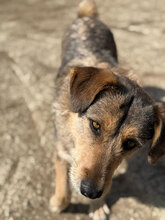 FRANJA, Hund, Mischlingshund in Rumänien - Bild 1