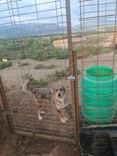 FRANJA, Hund, Mischlingshund in Rumänien - Bild 10