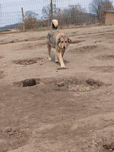 FRANJA, Hund, Mischlingshund in Rumänien - Bild 11