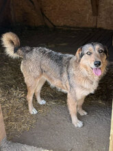 FRANJA, Hund, Mischlingshund in Rumänien - Bild 3